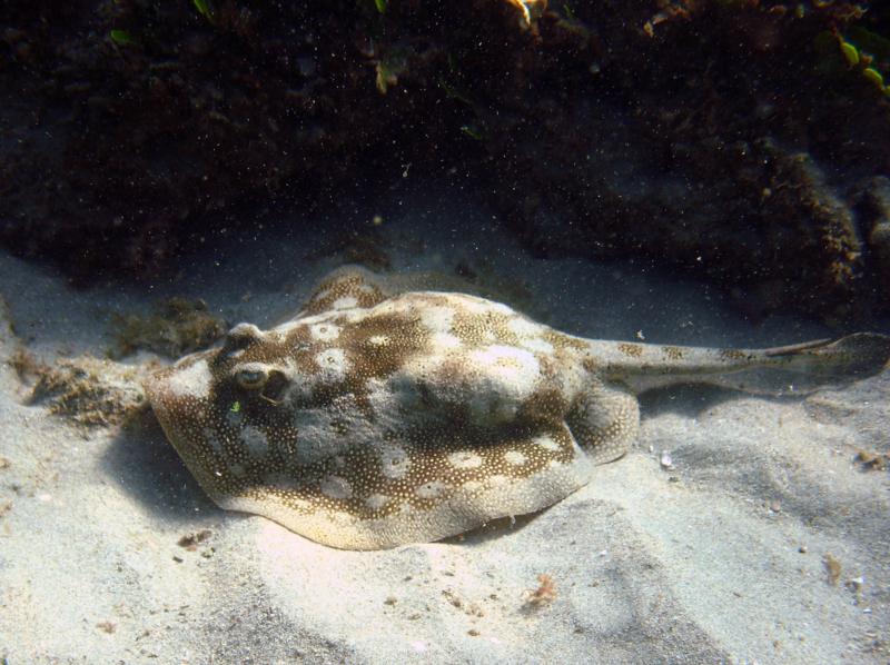 Yellow Stingray