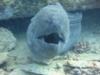 Giant moray