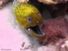 yellow head moray , hurghada , Egypt