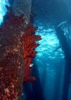 Salt Pier Bonaire #1 - BoxsterMan