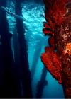 Salt Pier Bonaire #2