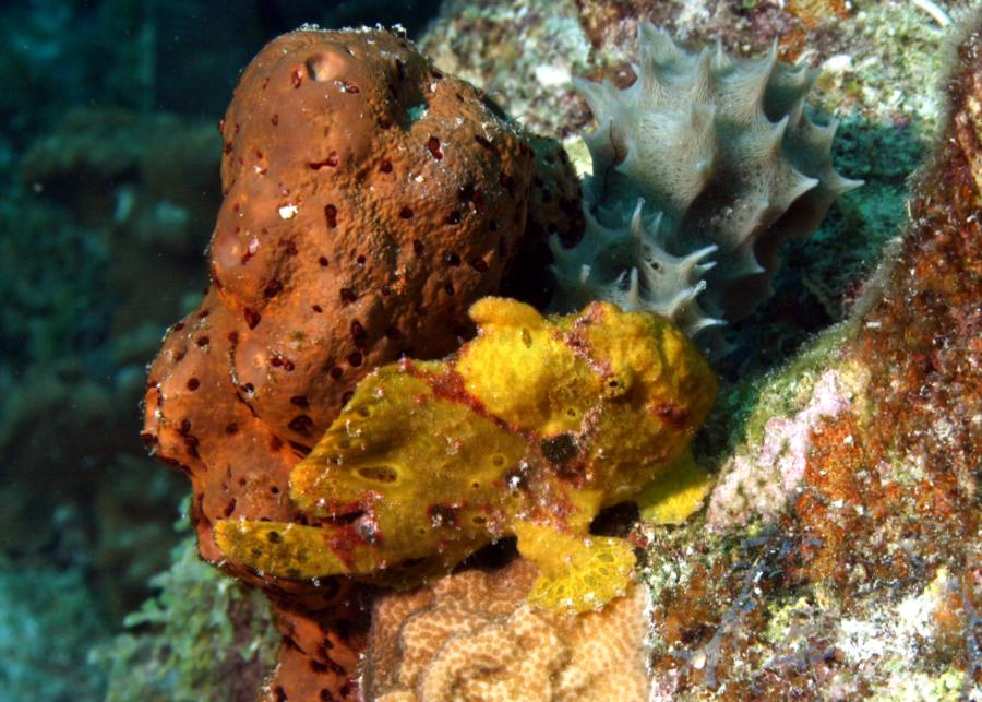 Frogfish