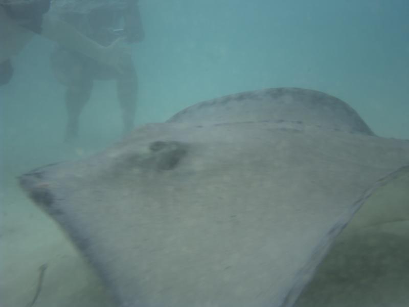 The Rays of Grand Cayman