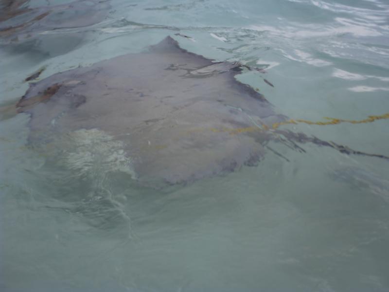 The Rays of Grand Cayman