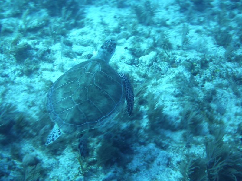 nurse shark