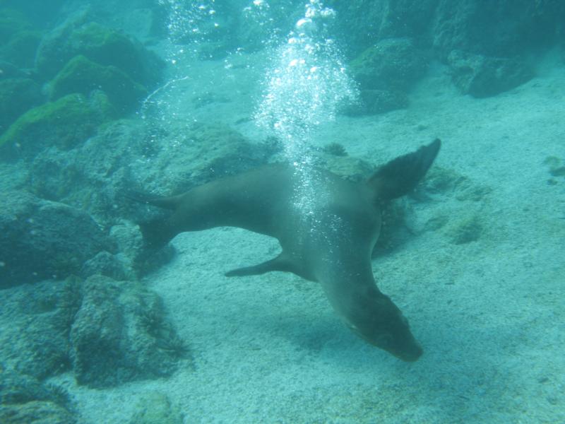 Sea lion