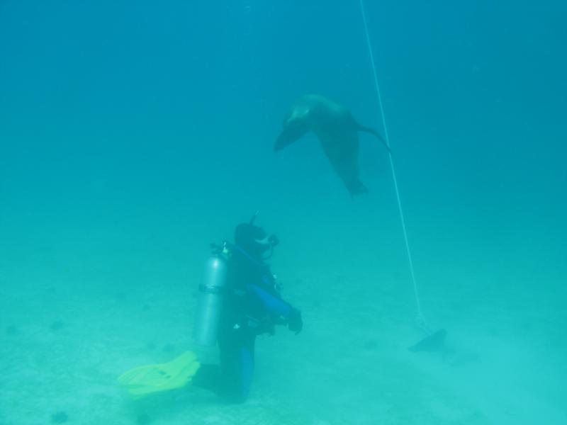 Sea lion says hello