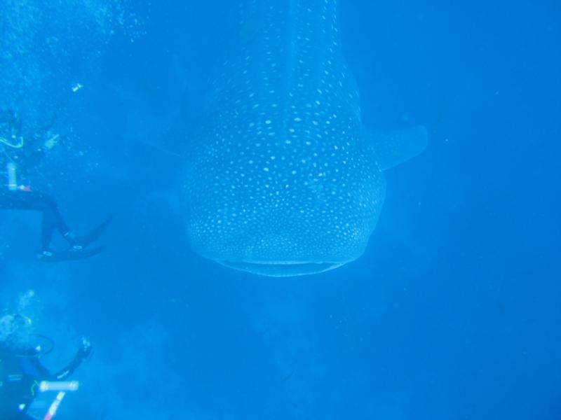 whale shark 1