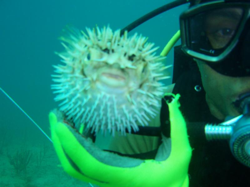 fish