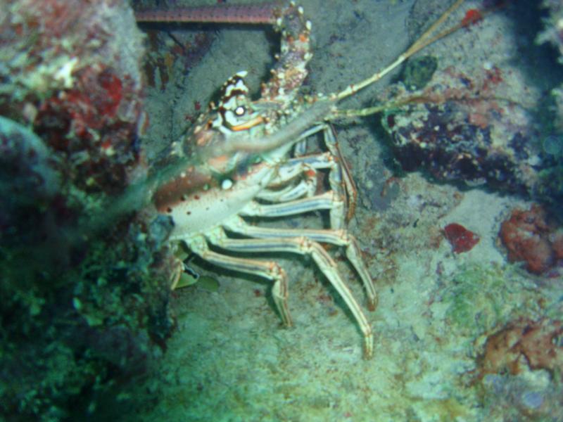 lobsterlicious