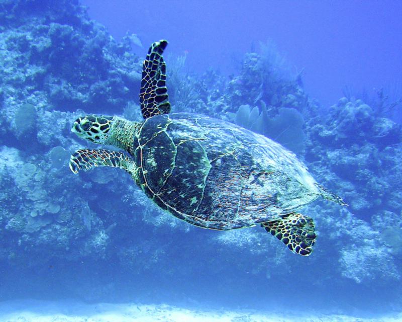 Blue Turtle