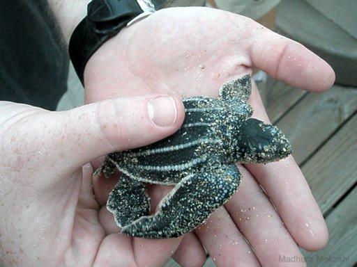 Leatherback Hatchling