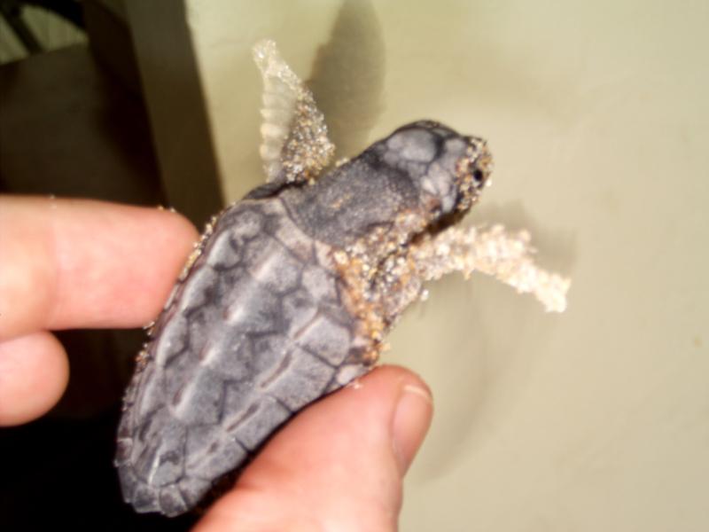 Loggerhead Hatchling