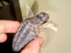 Loggerhead Hatchling