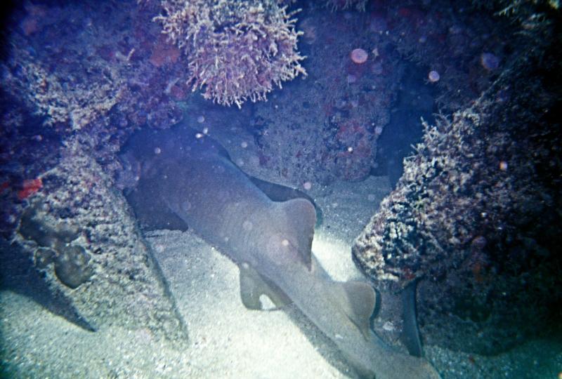 Nurse shark @ EroJacks