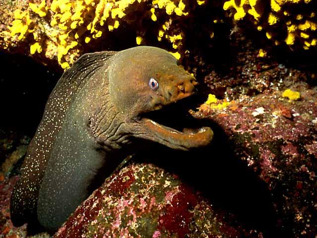 My First Encounter With a Moray