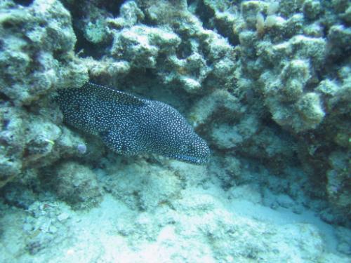 spotted eel Hawai’i