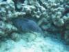 spotted eel Hawai’i