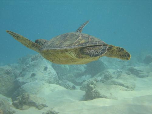 Green Sea Turtle