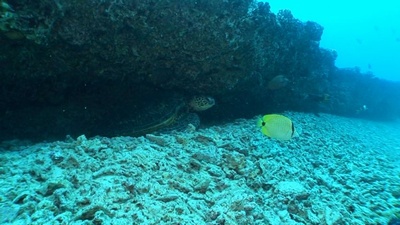 A dozing sea turtle, Hawaii