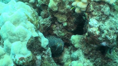 a hiding eel in Hawaii