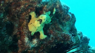 A frogfish at Turtle Canyon, Hawaii