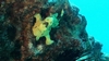 A frogfish at Turtle Canyon, Hawaii