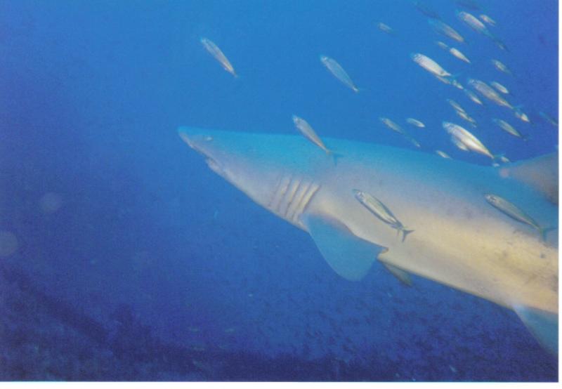 Sand Tiger