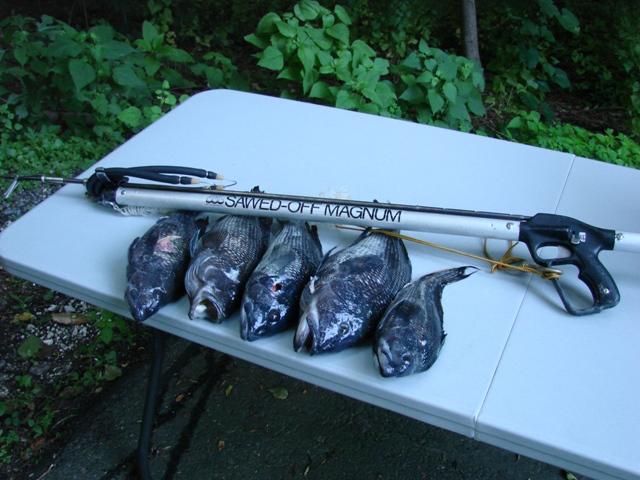 Black Sea Bass 6/13/09