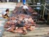 Sorting out our catch, which was about 400+ fish!