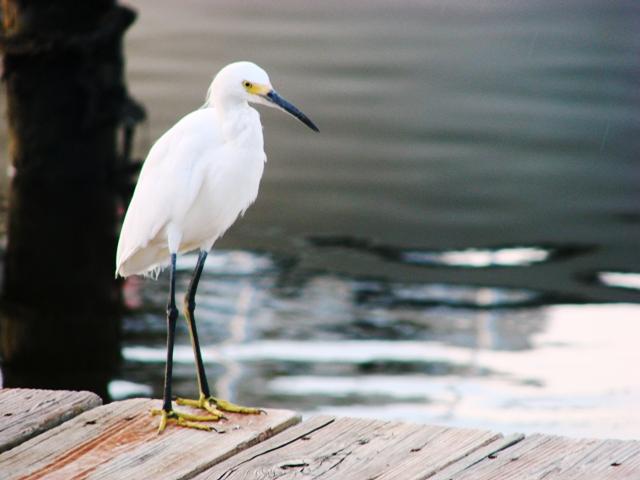 Hungry little fish thief