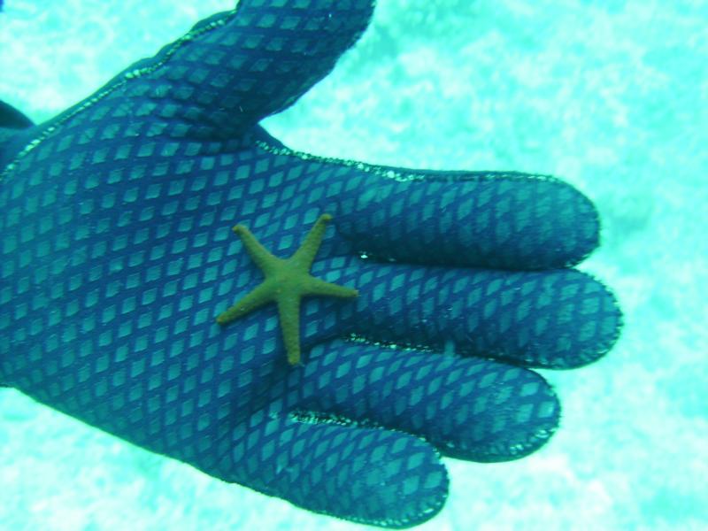 Gun Beach - starfish - 30 May