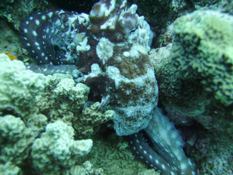 Veki’s Reef - Octopus - 29 May