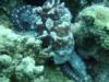 Veki’s Reef - Octopus - 29 May