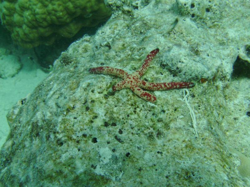 GabGab I - starfish - 30 May