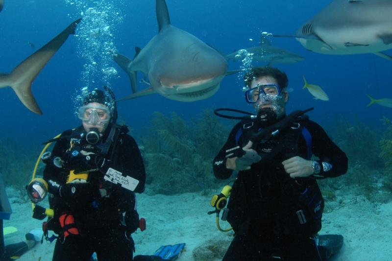 Bahamas Shark Feeding Dive