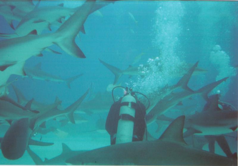 Bahamas Shark Feeding Dive