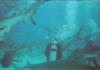 Bahamas Shark Feeding Dive