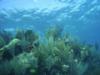 Bermuda Shallow Reef
