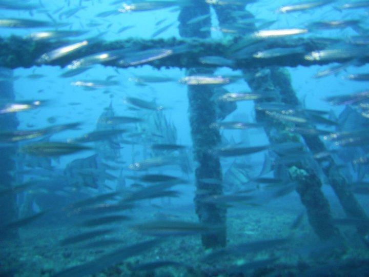 Fish on Spar, North Carolina