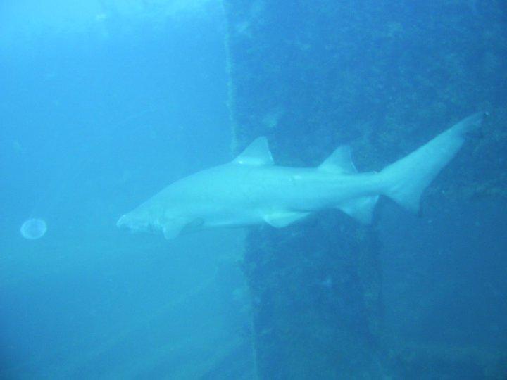 Shark on the Markham, North Carolina