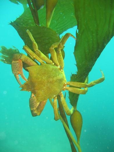 crab shillin’ in the kelp
