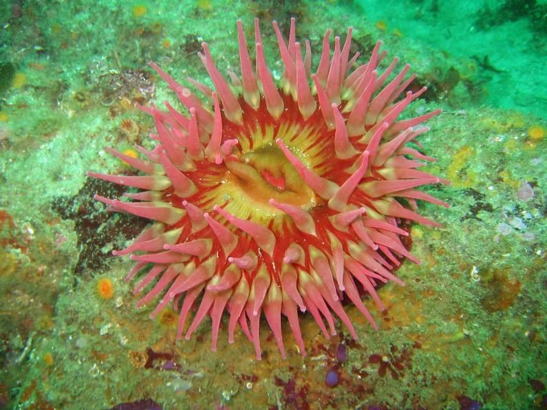 under sea flower :)