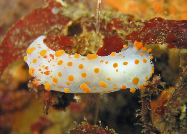 spotted nudi