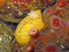 lemon nudi cruzin’ through the anemones
