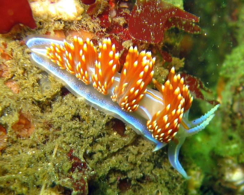 one of my favoite nudis to find in monterey bay