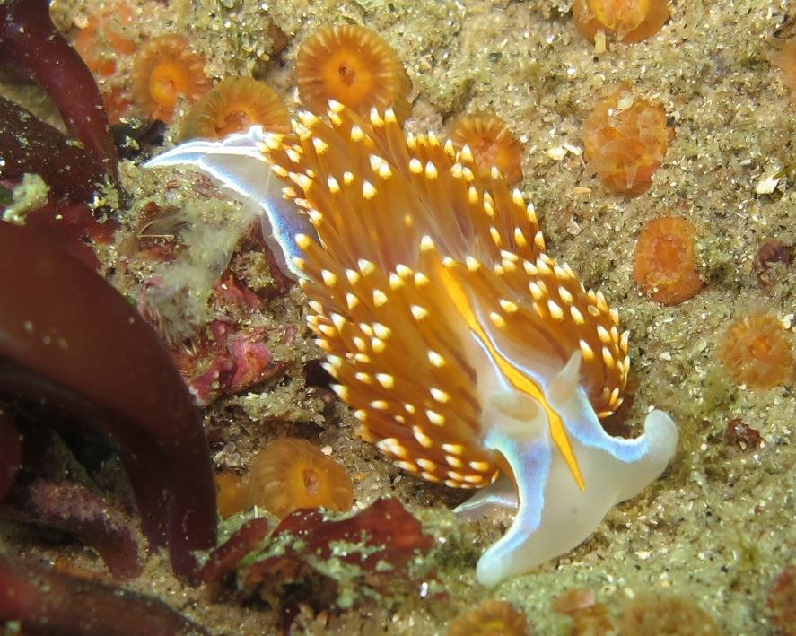 flashy nudi