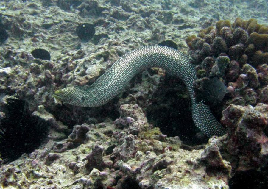 swimming eel