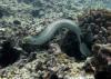 swimming eel