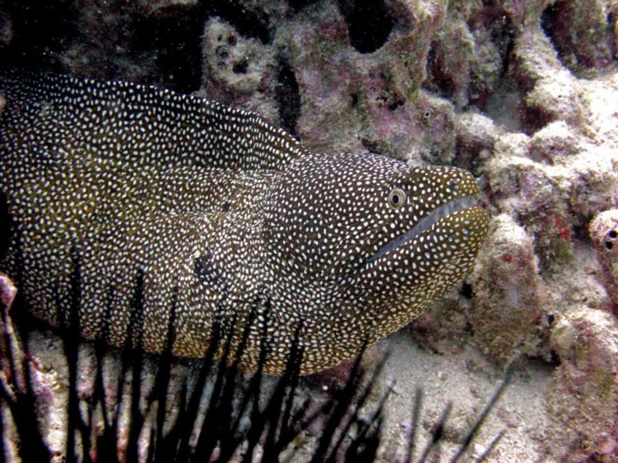 smiling eel